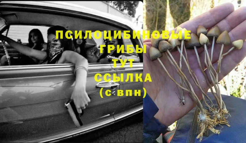 цена наркотик  Димитровград  Псилоцибиновые грибы Psilocybe 